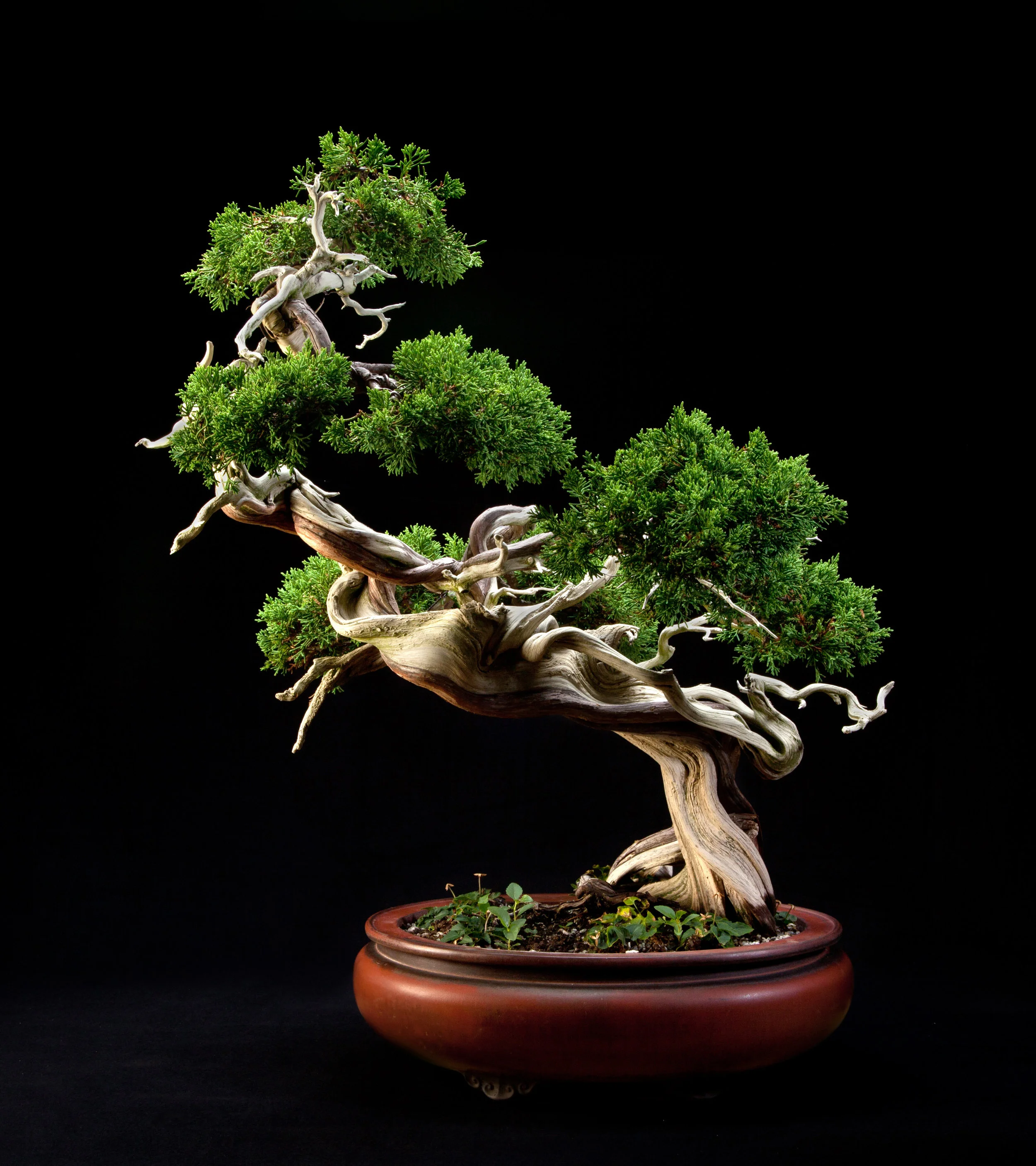 Japanese Collection — National Bonsai Foundation